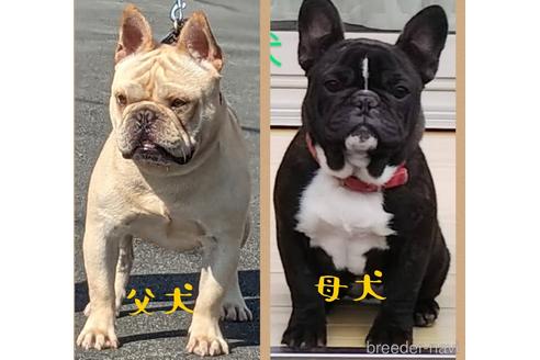 成約済の三重県のフレンチブルドッグ-173481の3枚目